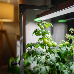 Best indoor grow lights for vegetables