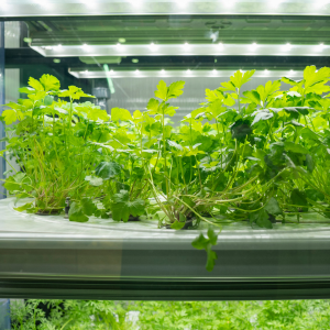 Best indoor grow lights for vegetables