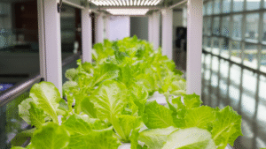 Best indoor grow lights for vegetables