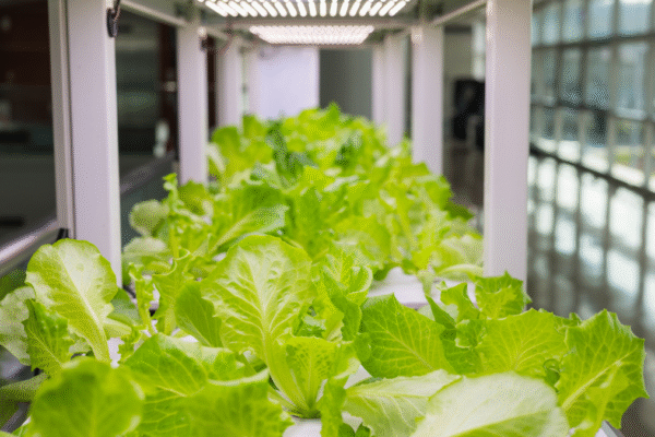 Best indoor grow lights for vegetables