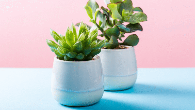 7 Easy Steps to Start Indoor Gardening for Beginners