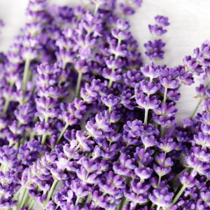 how to grow lavender