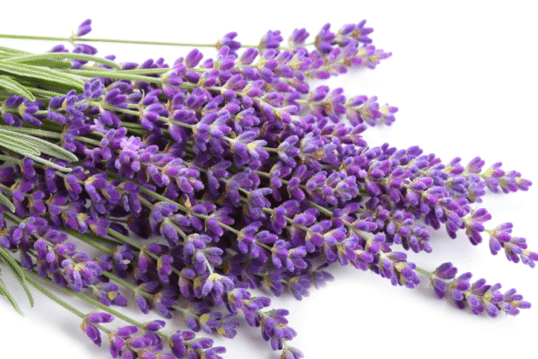 how to grow lavender