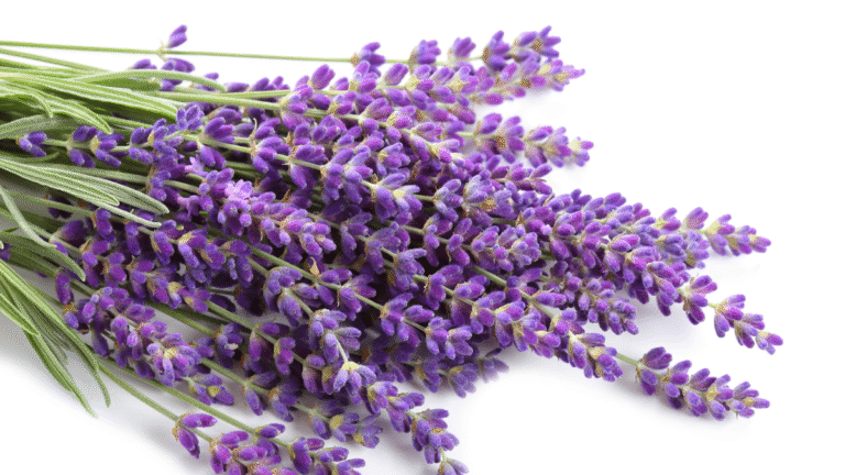 7 Easy Steps on How to Grow Lavender Successfully
