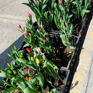 how to plant tulips