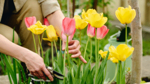 how to plant tulips