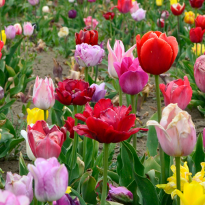 how to plant tulips